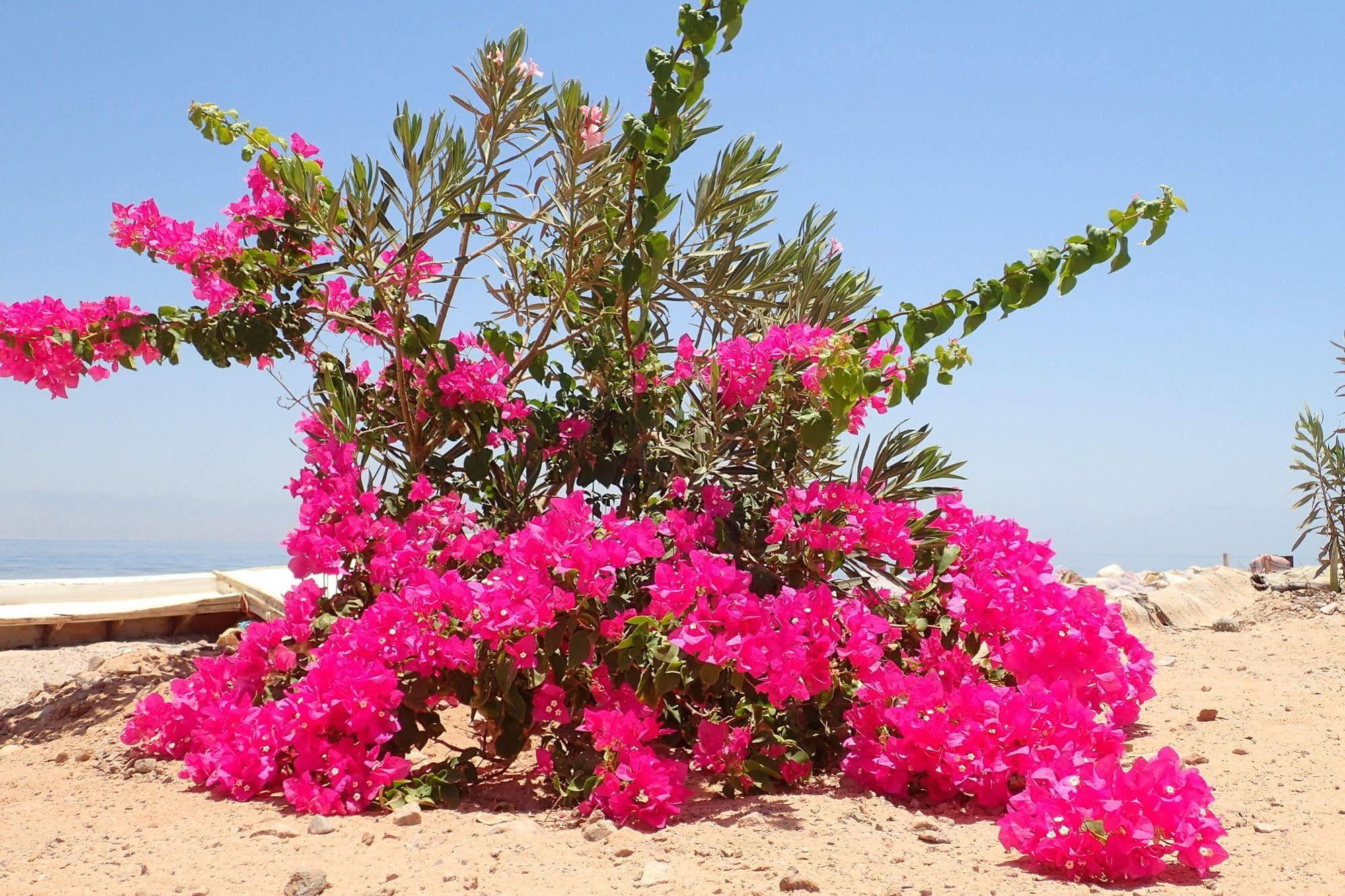 Bedouin Star 호텔 타바 외부 사진